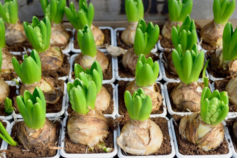 planting bulbs (featured image)