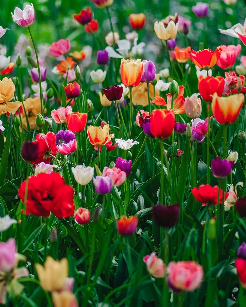 Plant Spring Bulbs