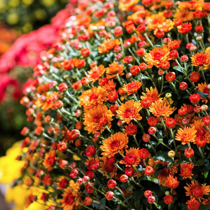 Plant Late-Blooming Mums