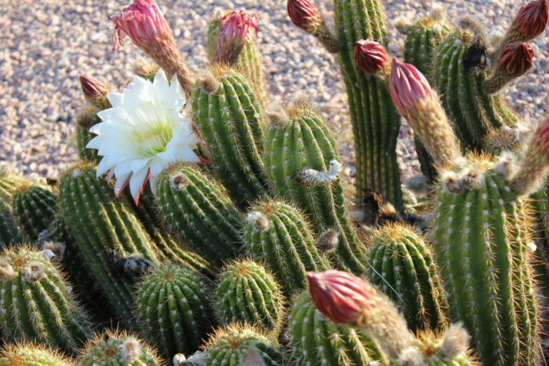 cactus (featured image)