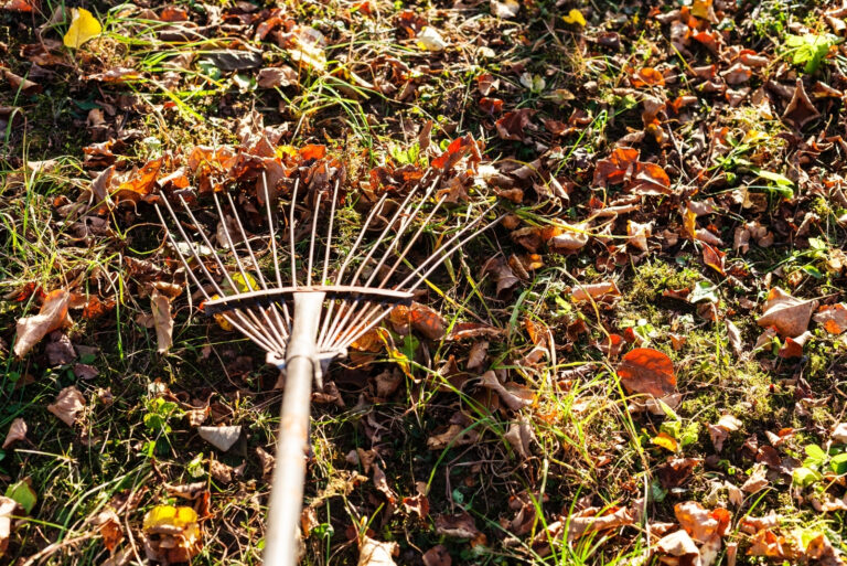 raking leaves (featured image)