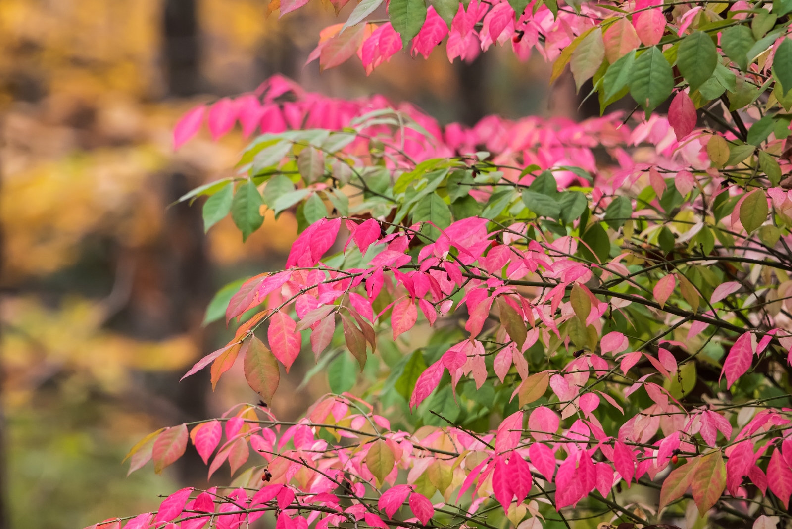 12 Fall Shrubs You Should Plant Now In Georgia To Add Color All Season Long