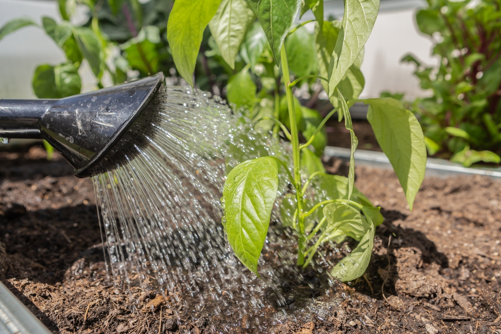 12 Fall Vegetable Gardening Tips For Texas Home Gardeners