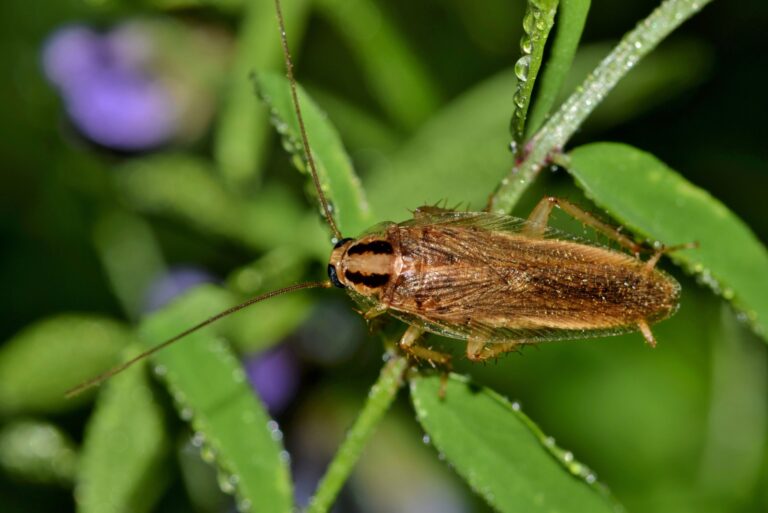 german cockroach