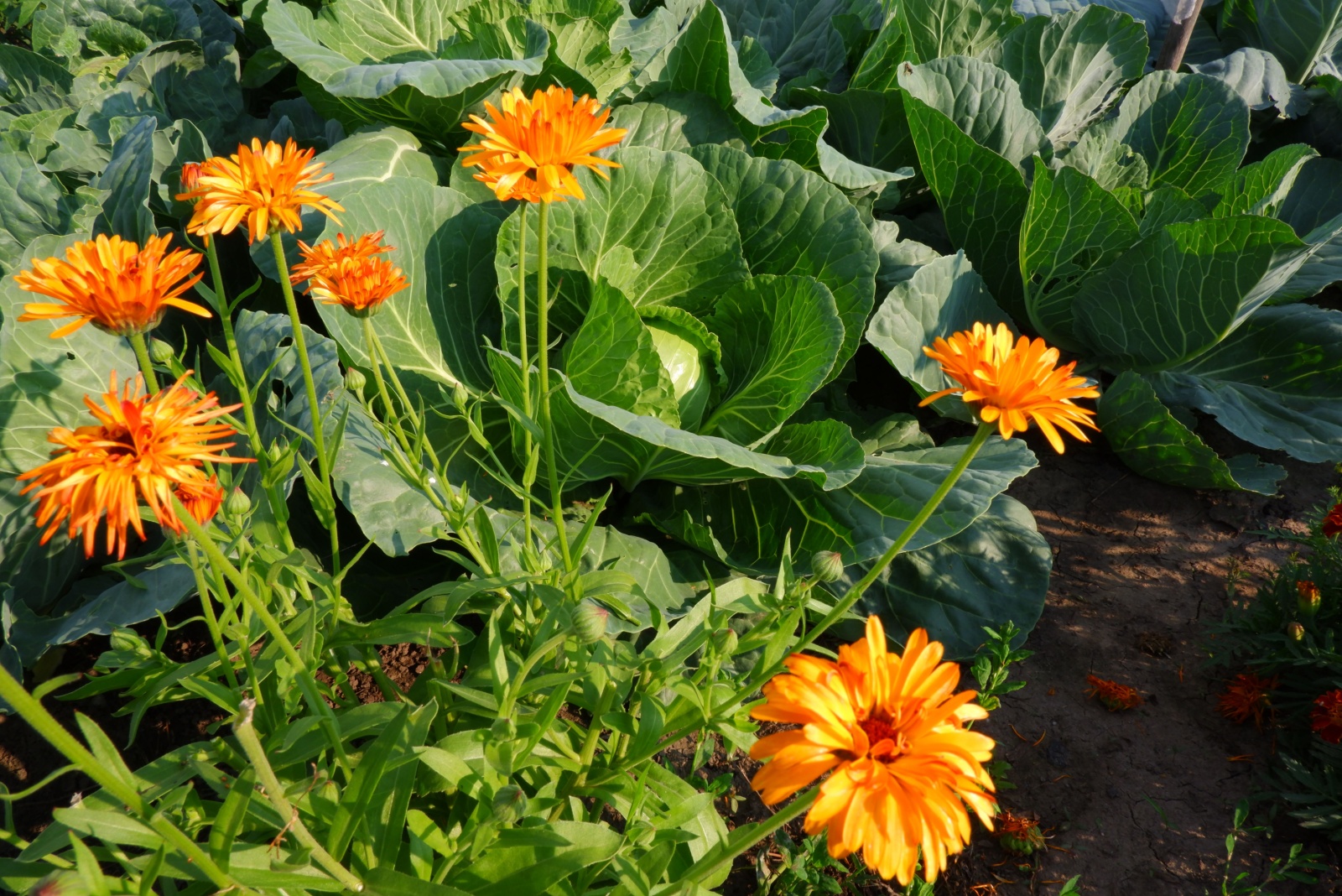 12 Flowers That Pair Perfectly With Vegetables In Texas Gardens