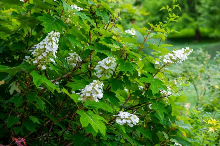 oakleaf hydrangea