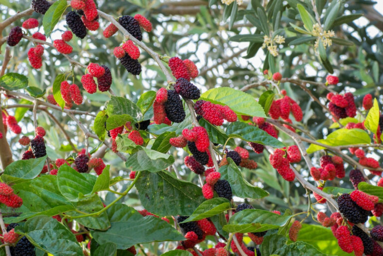 mulberry (featured image)