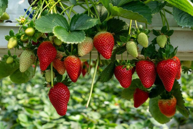 strawberries (featured image)