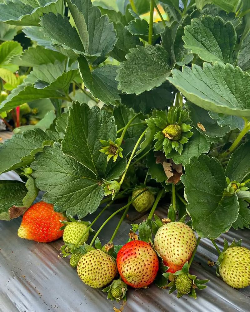 Strawberries