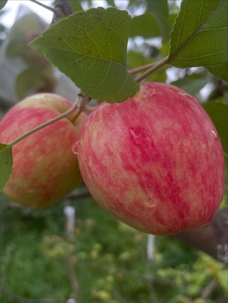 Apples