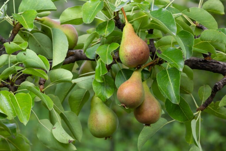 pear tree fruits
