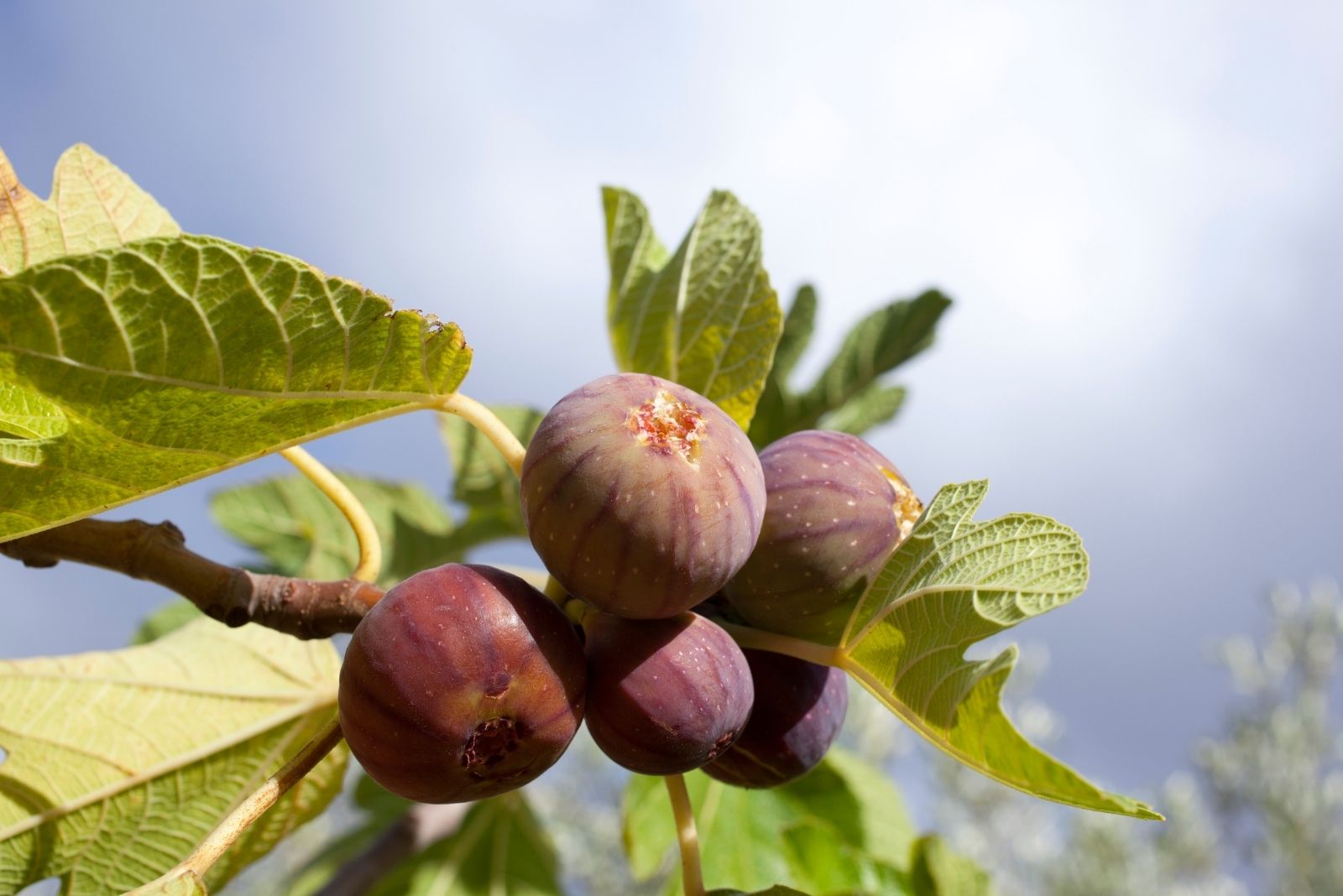 12 Fruits You Can Still Plant From Seed In September In Arizona Backyards