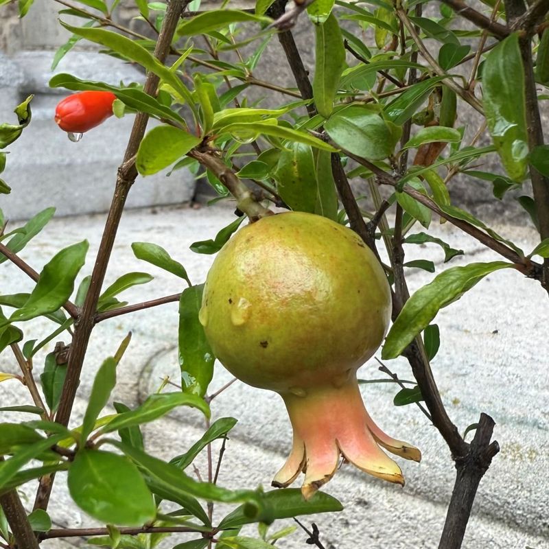 Pomegranate: Desert's Jewel