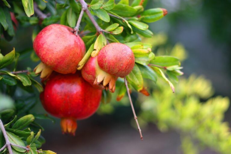 Pomegranate Tree