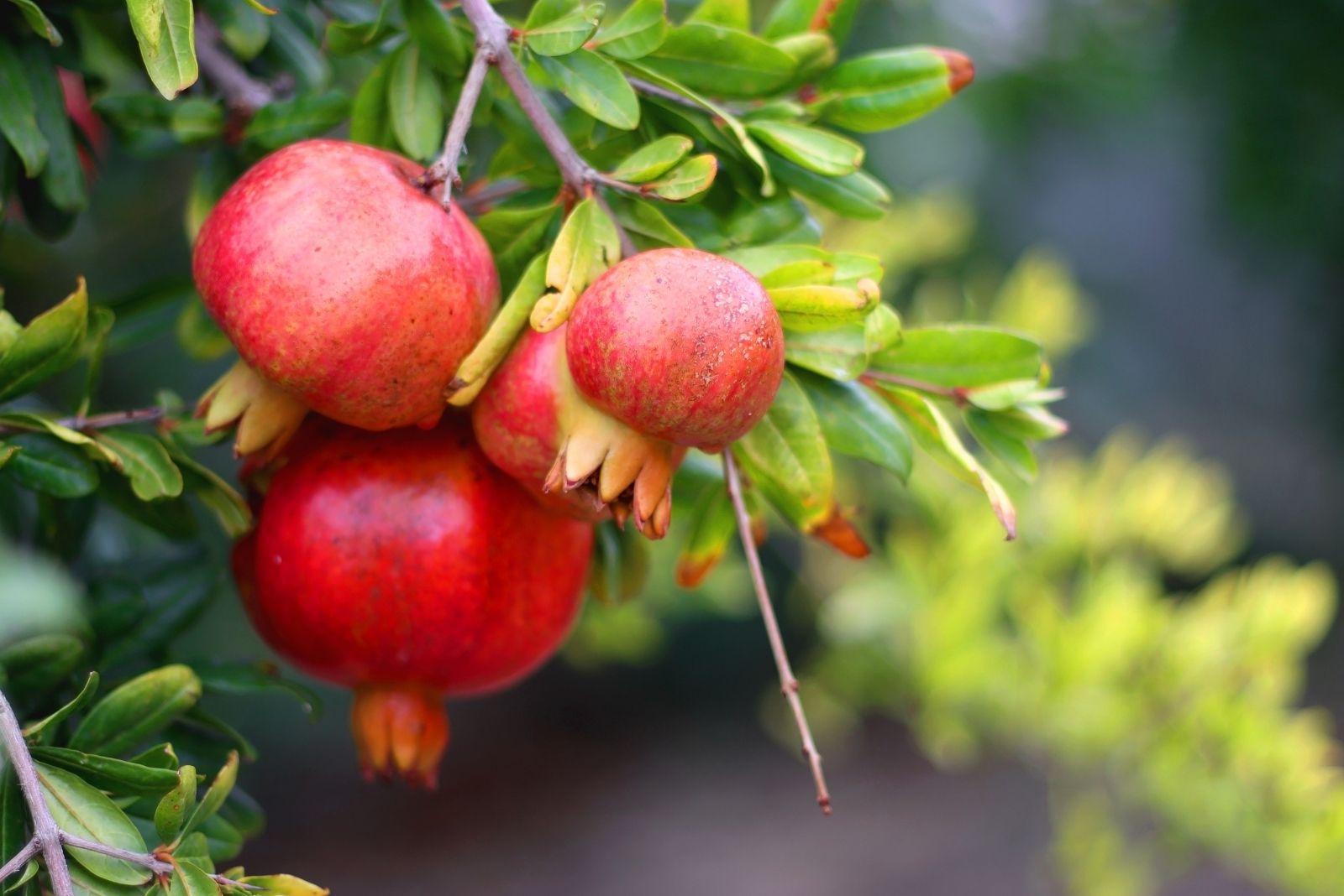 12 Fruits You Can Still Plant From Seed In September In Florida Gardens