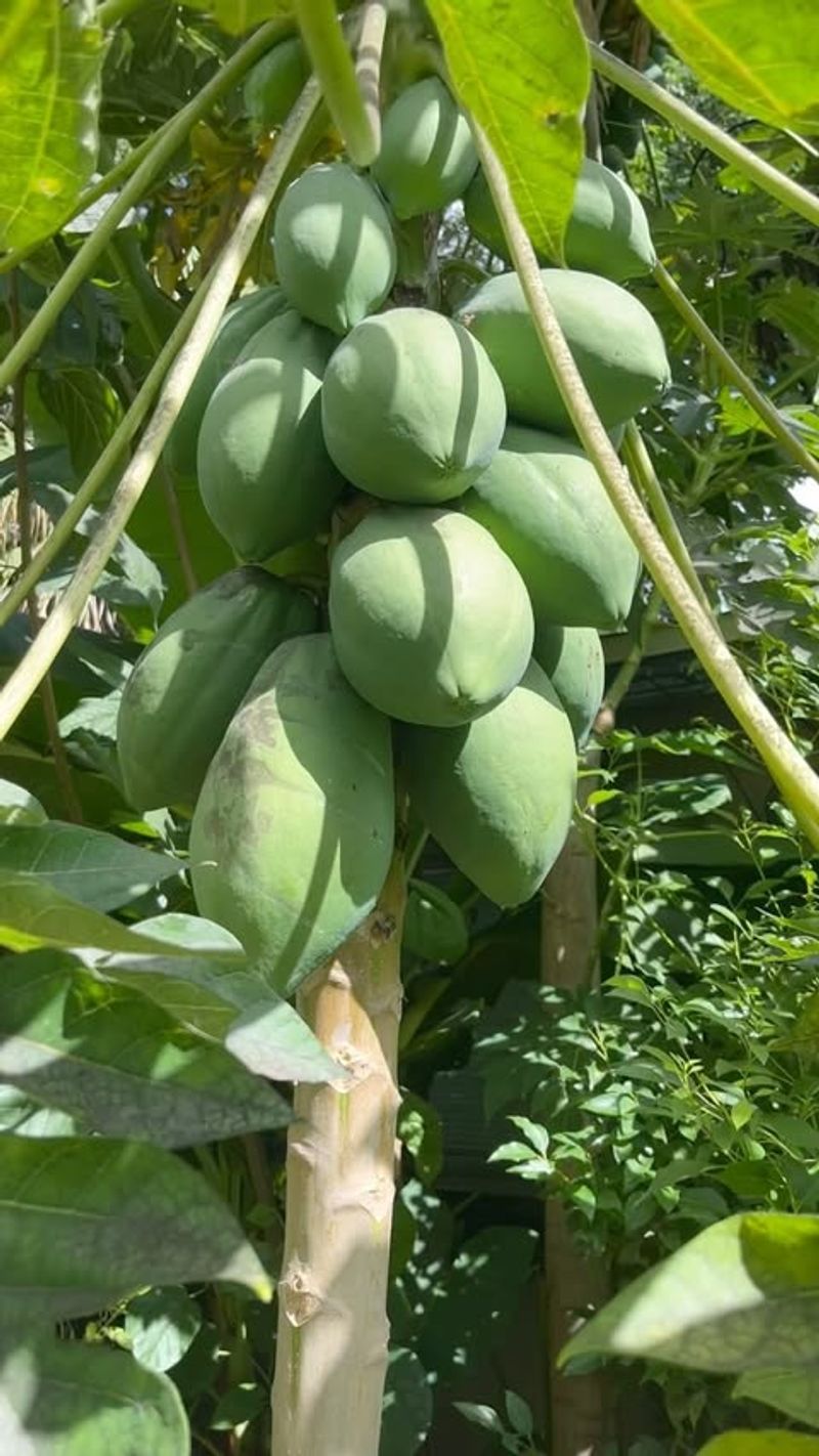 Papaya