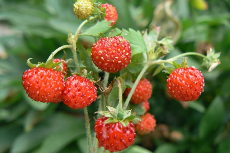 alpine strawberry fruit