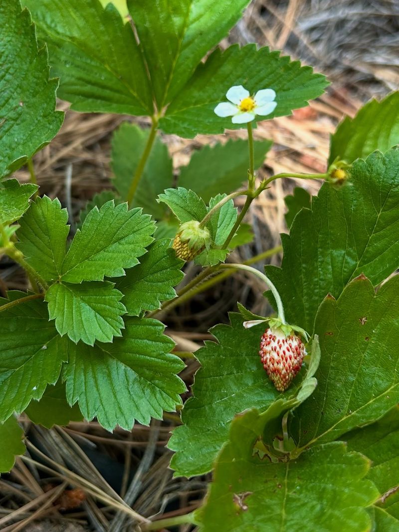 Alpine Strawberries