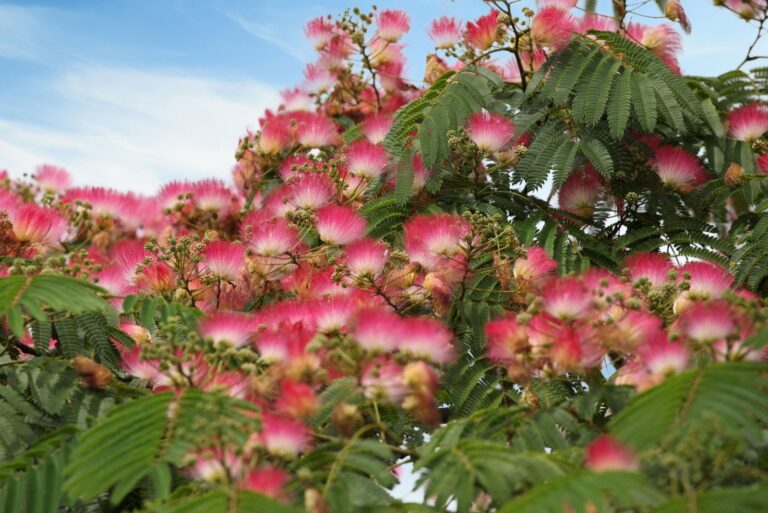 mimosa tree in flower