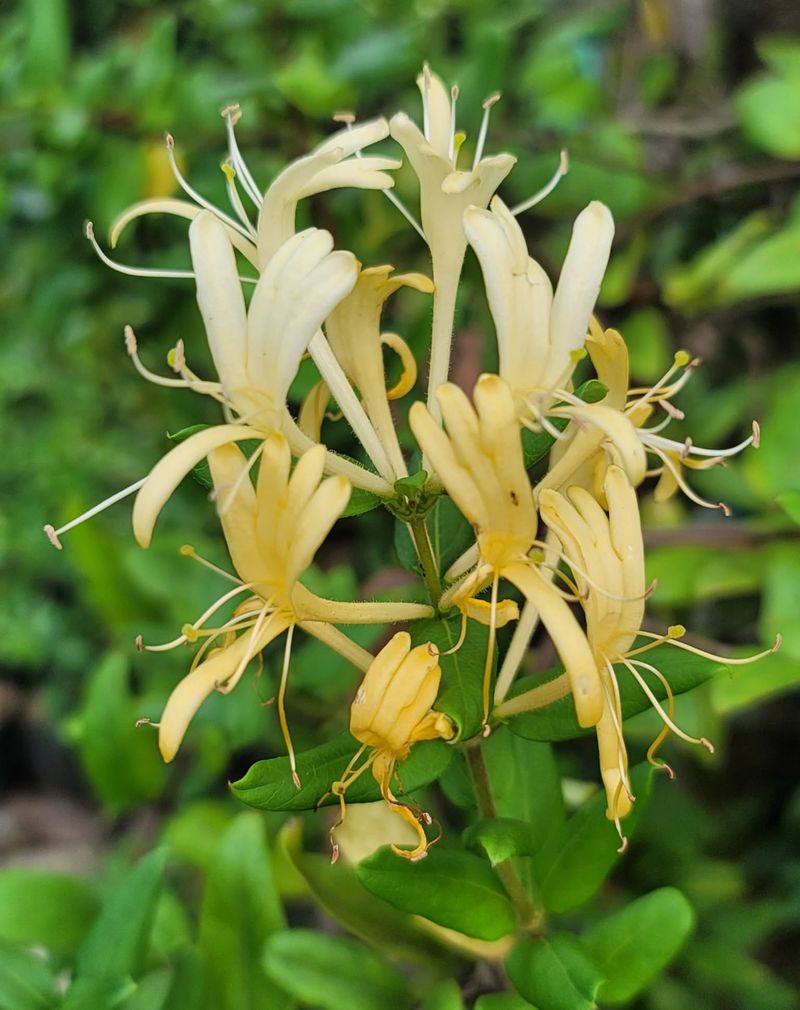 Japanese Honeysuckle: Sweet Scent, Bitter Problem