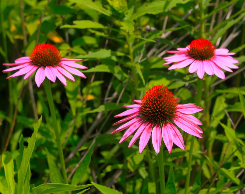 Purple Coneflowers That Keep Coming Back Stronger