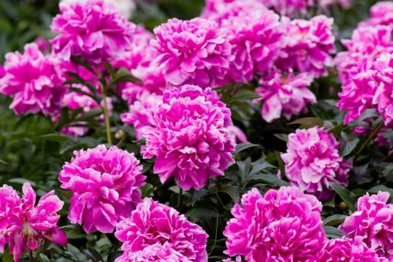 Pink peony flowers