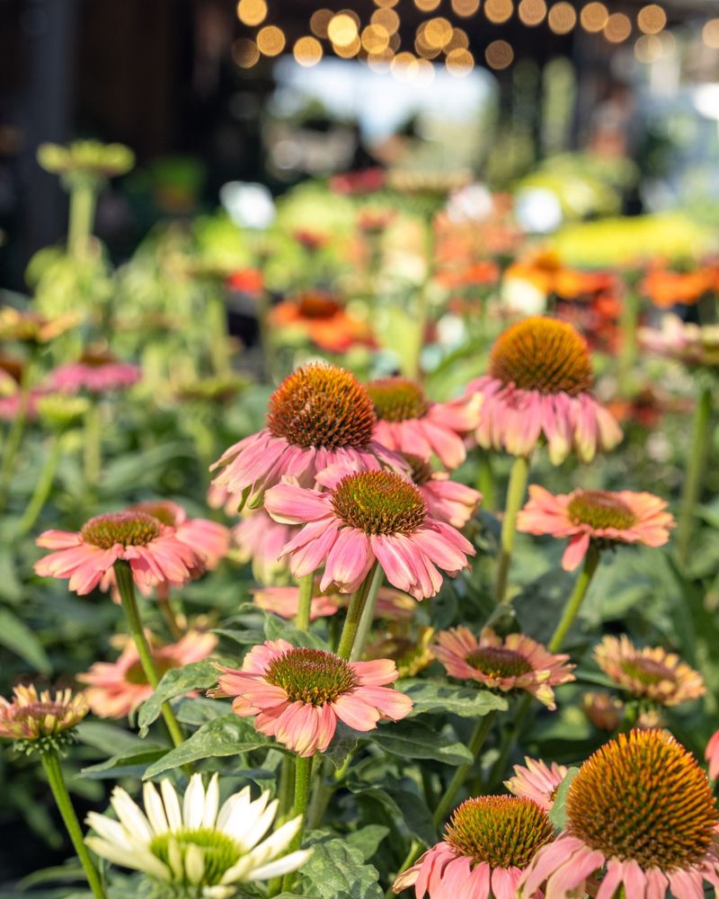 Coneflowers For Drought-Resistant Beauty