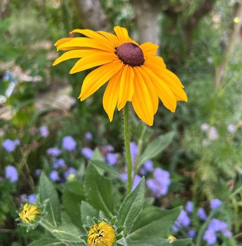Black-Eyed Susan (Rudbeckia)