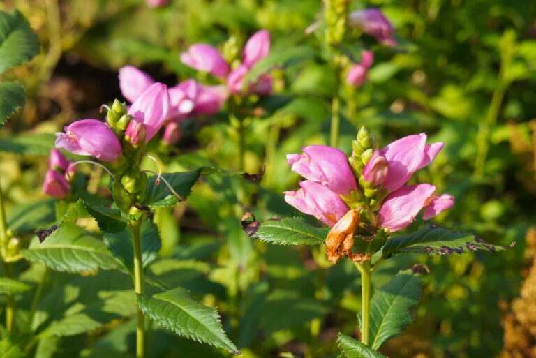 turtlehead flower
