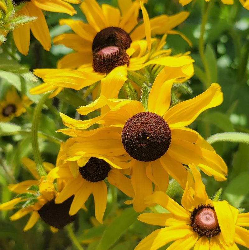 Black-Eyed Susan