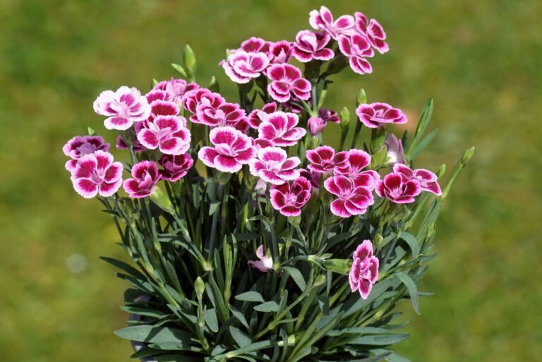 pink dianthus in bloom