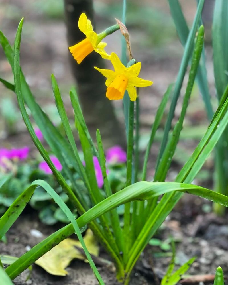 Daffodil Bulbs
