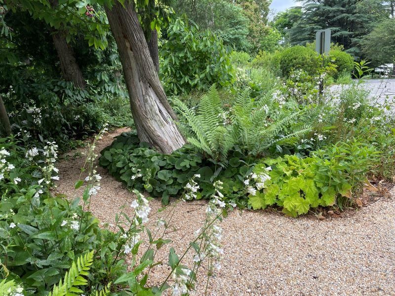 Native Groundcovers Create Living Mulch