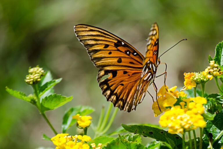 butterfly on a goldenrod flower