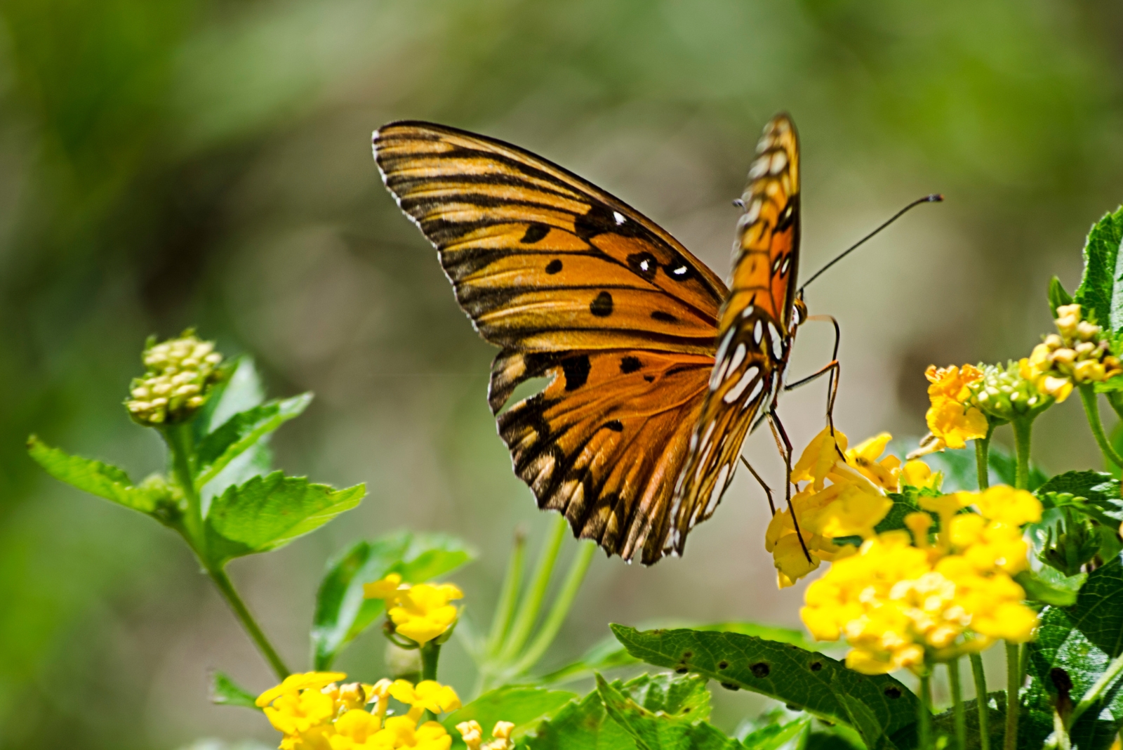 12 Late Season Pollinator Plants To Brighten California Gardens
