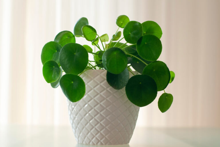 money plant (featured image)