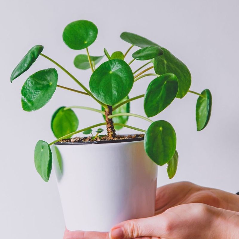 Money Plant