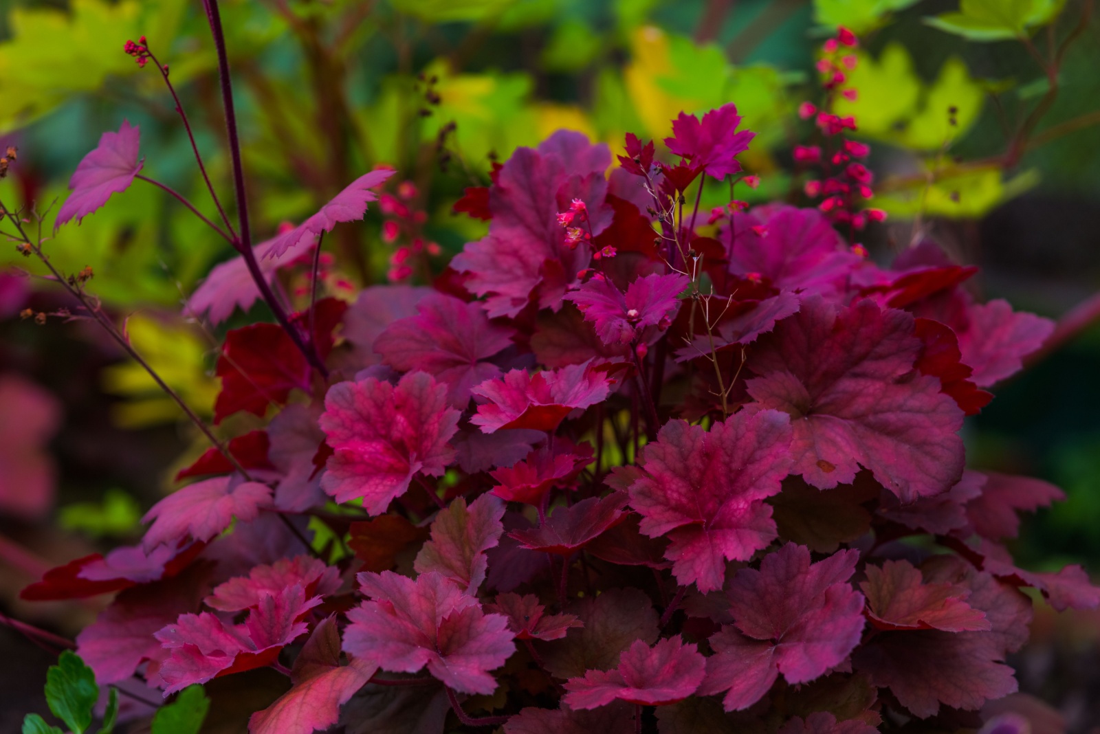 12 Massachusetts Perennials That Love Being Left Alone