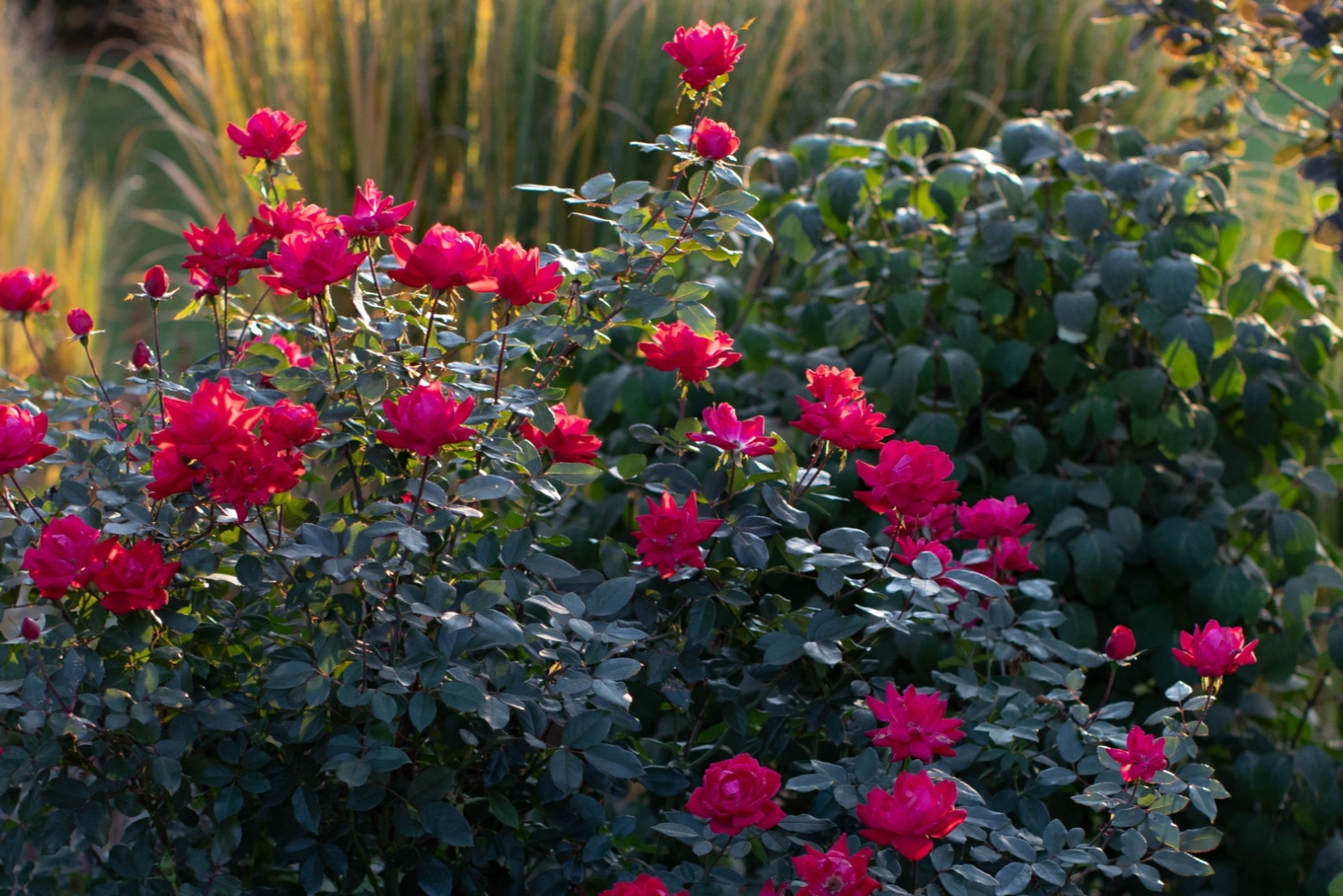 12 Ornamental Plants New Jersey Gardeners Should Prune In September