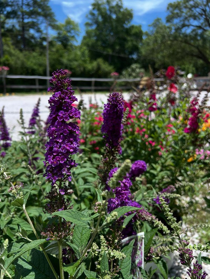 Butterfly Bush's Late Summer Trim