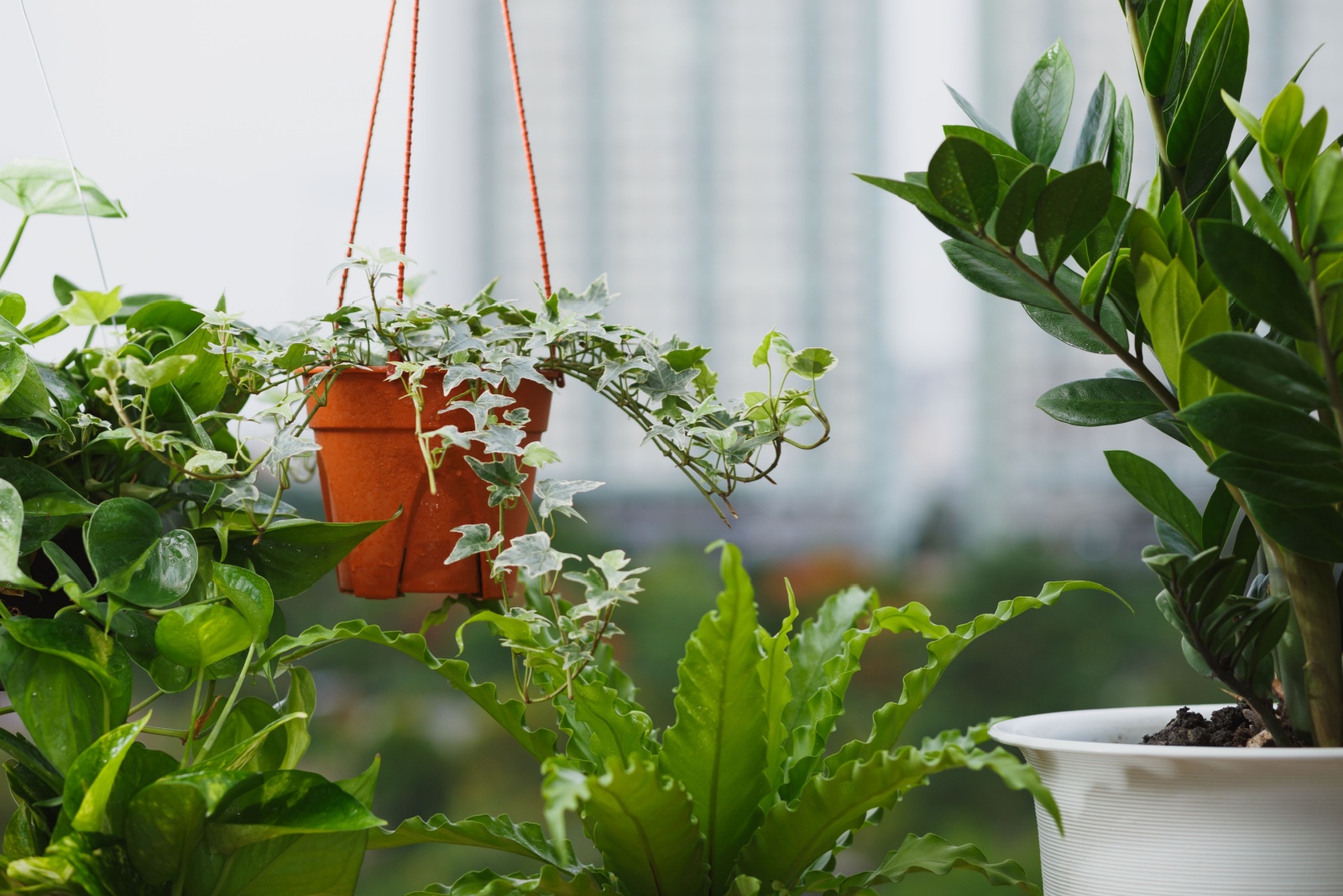 12 Plants For Massachusetts Rooms With Little To No Sunlight
