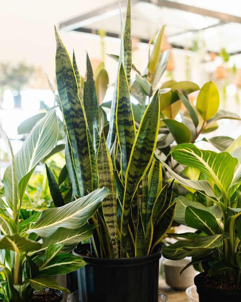 Snake Plant (Sansevieria)
