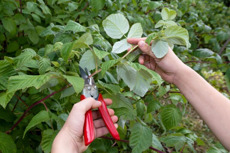 cutting the raspberries by hand in the autumn
