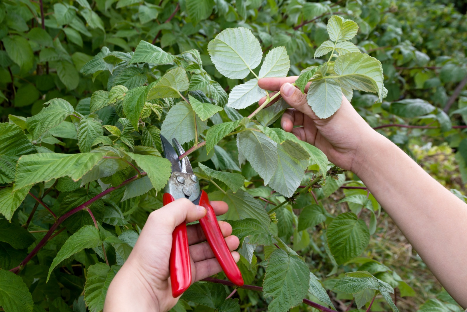 12 Plants Ohio Gardeners Should Always Prune In September