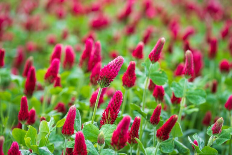 crimson clover