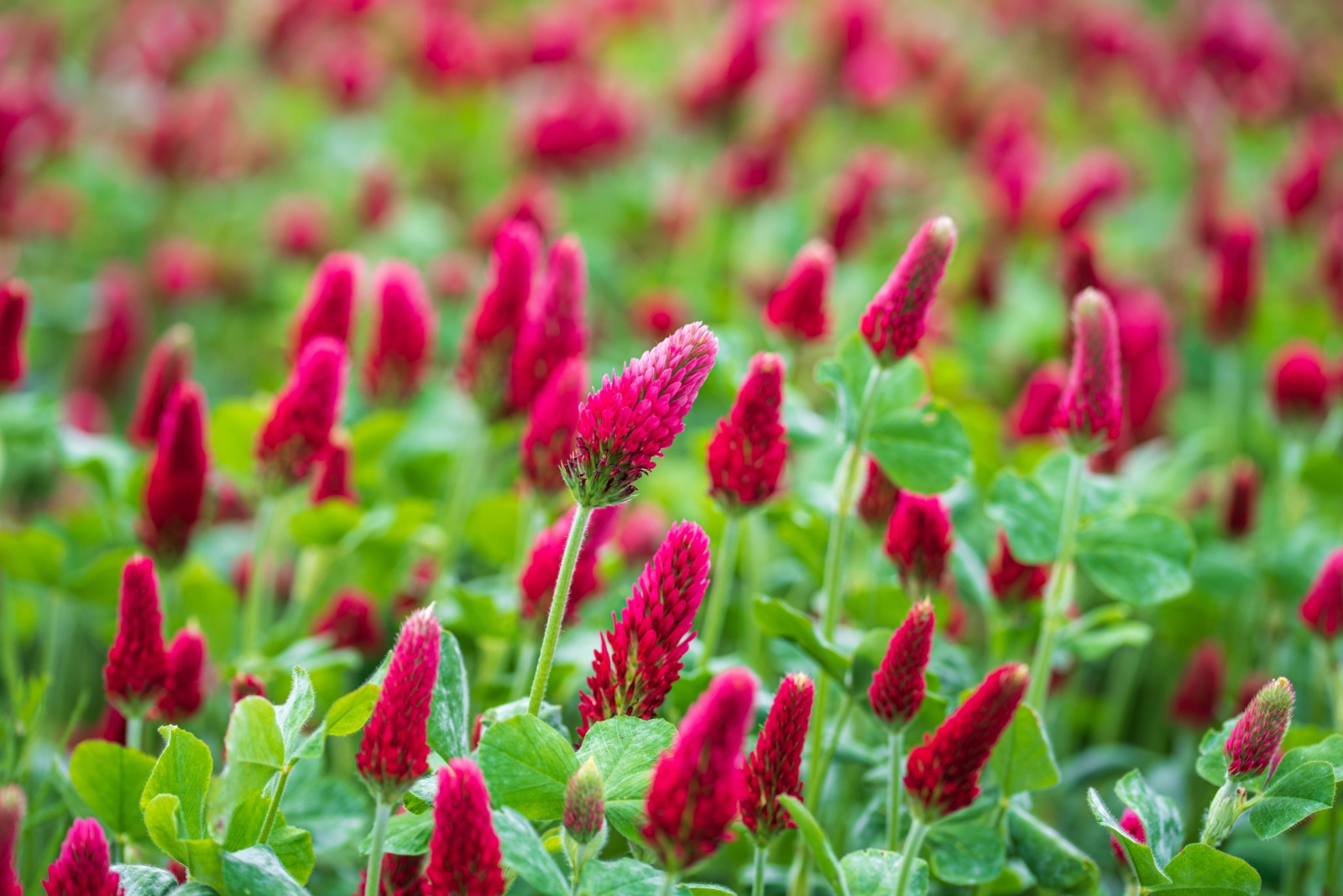 12 Plants That Boost Garden Soil In Illinois After Summer