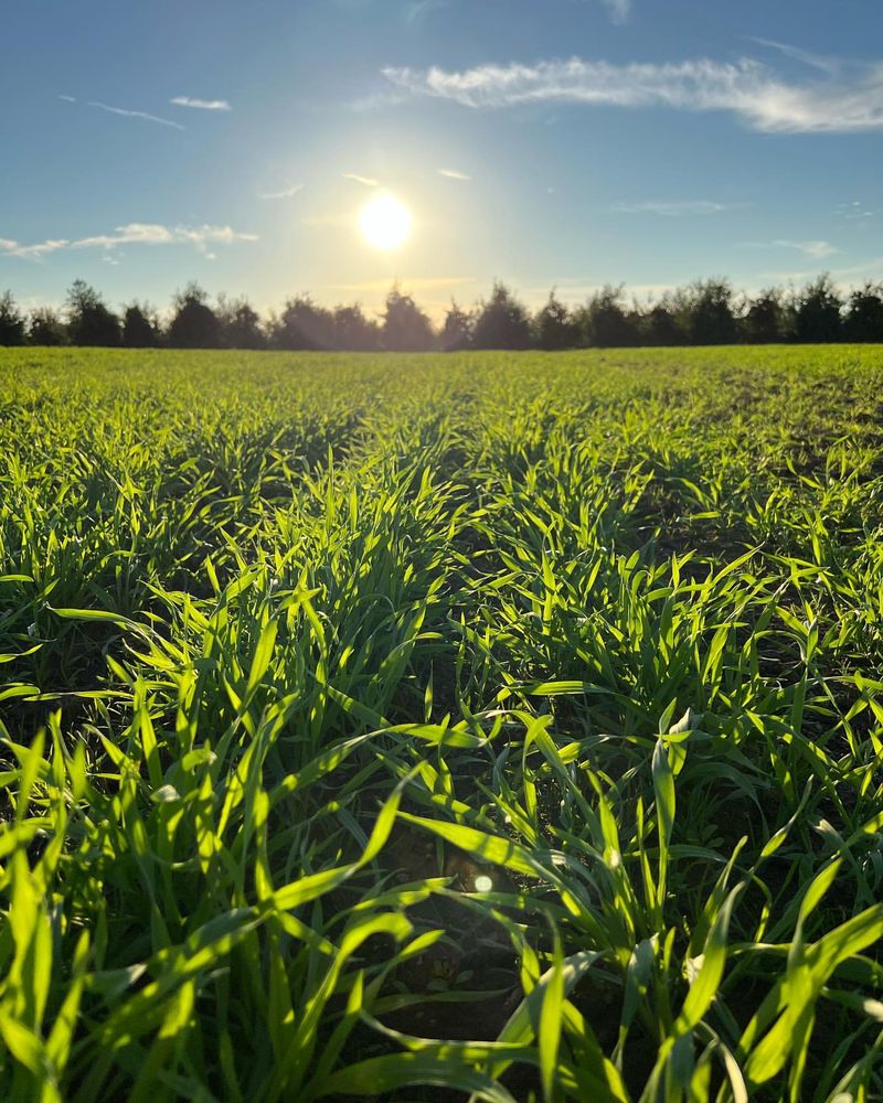 Winter Rye Grass