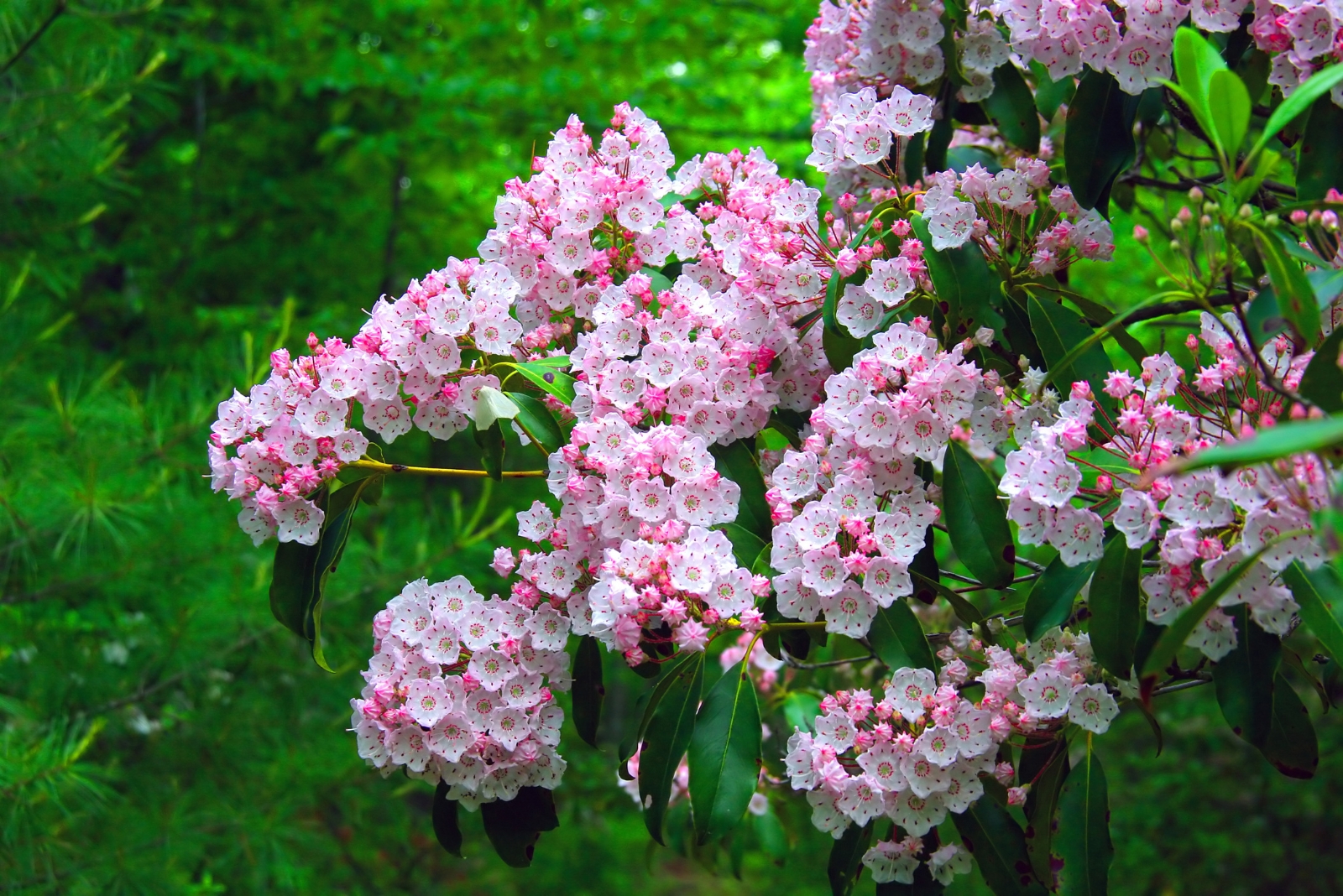 12 Plants That Bring Color To East-Facing Gardens In North Carolina