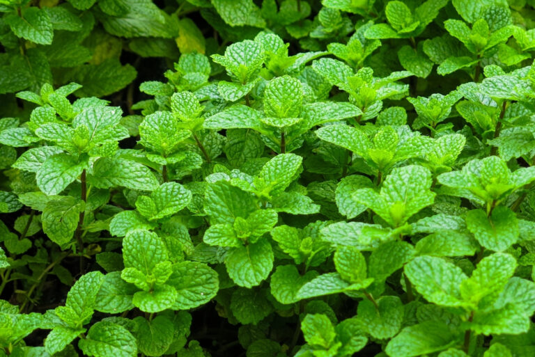 mint (featured image)