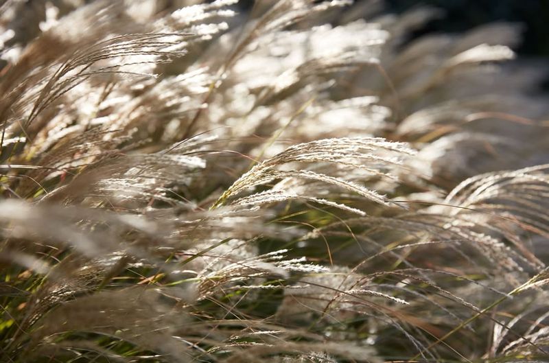 Ornamental Grasses